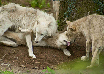 Zoo Ołomuniec (Zoo Olomouc)