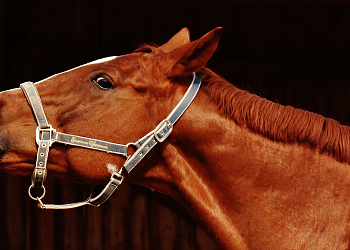 Ranč Mustang Veselíčko