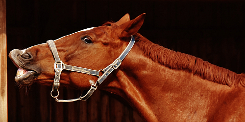 Ranč Mustang Veselíčko