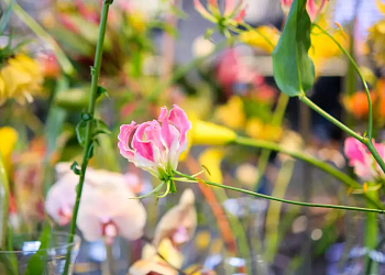 Flora Olomouc 2026