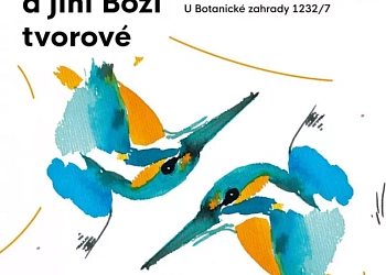 Ledňáčci, sovice a jiní Boží tvorové