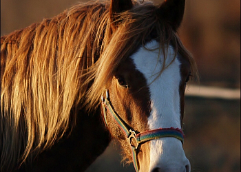 Hřebčín Pretoria Stud