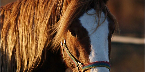 Hřebčín Pretoria Stud