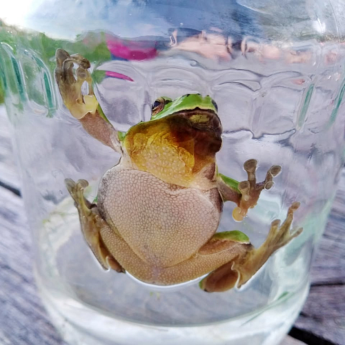 Kvákání v Domu přírody