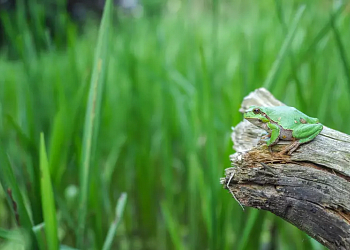 Mezinárodní den biodiverzity