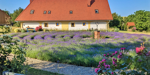 Levandulový labyrint Lela