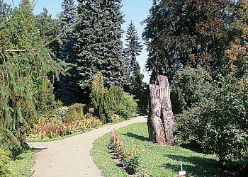 Bílá Lhota Arboretum