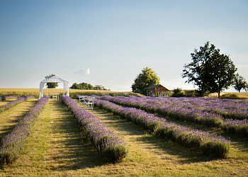 Lavender Farm