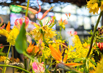 Flora Olomouc