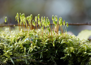 Nejstarší na souši – věčně neznámé mechorosty