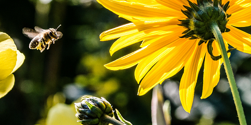 Bee Nature Trail