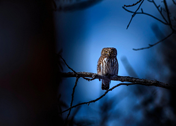 Soví noc