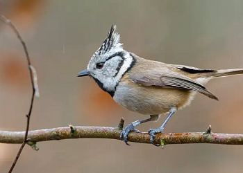 Vítání ptačího zpěvu