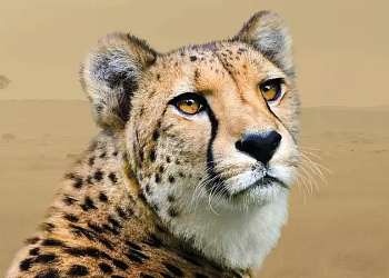 Komentovaná krmení