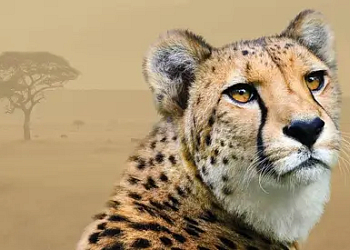 Komentovaná krmení