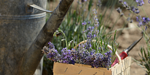 Lavendel-Farm