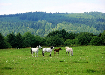 Ranč V Podhradí