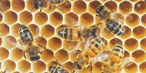 Včelí farma Skalička