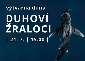 Duhoví žraloci