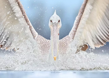 Fotosoutěž Mokřady pro život