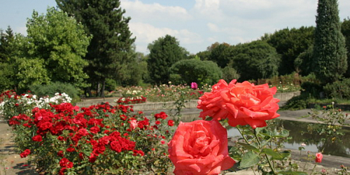 Botanická zahrada s rozáriem