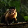 Amazonie