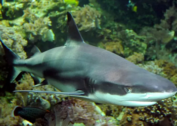 Národní žraločí týden